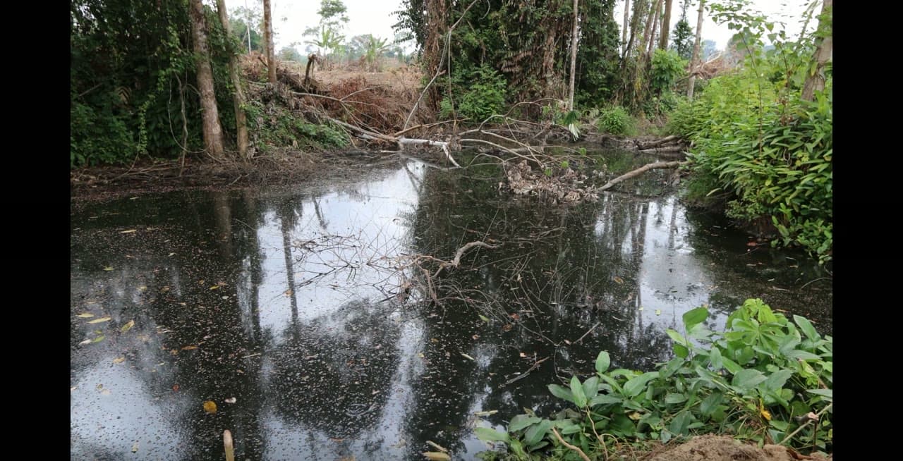 Bras marécageux réfléchissant les arbres, avant assainissement du terrain à Okolassi