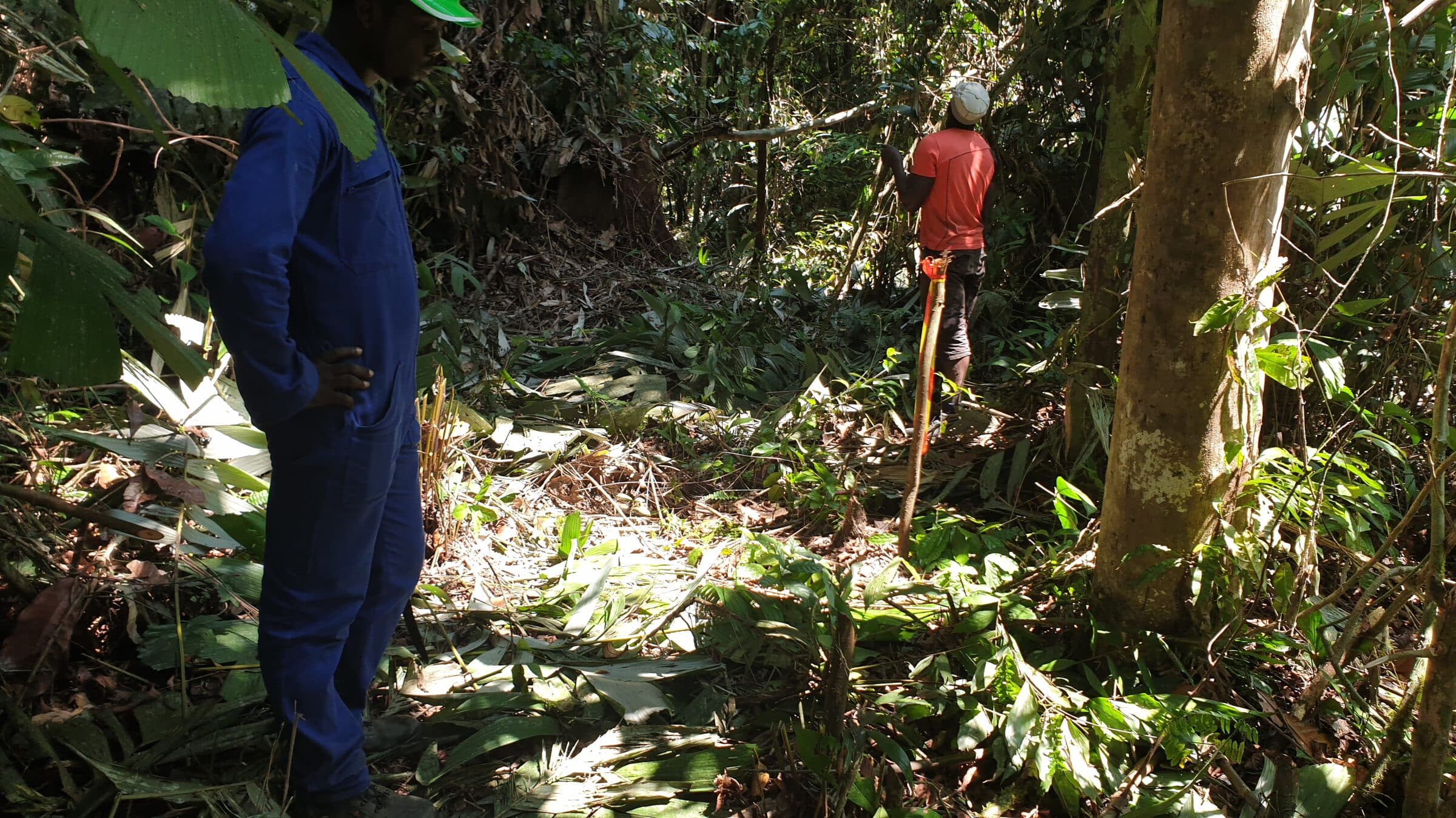 Travaux de déforestation sur le site Alpha Land